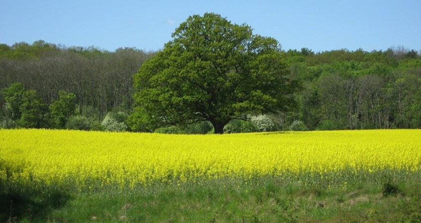 Træ solitær Smidstrup forår raps